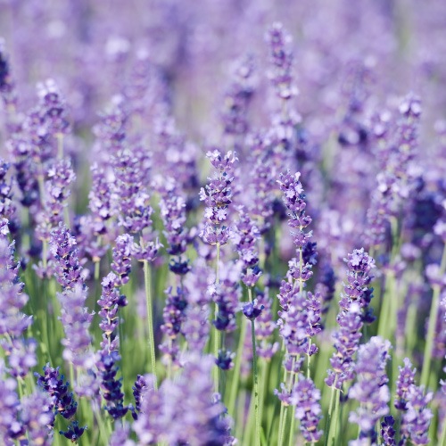 �ϡ��Х�ҥ��ȥ꡼�����꡼���Ф��󡡡��̥�٥������