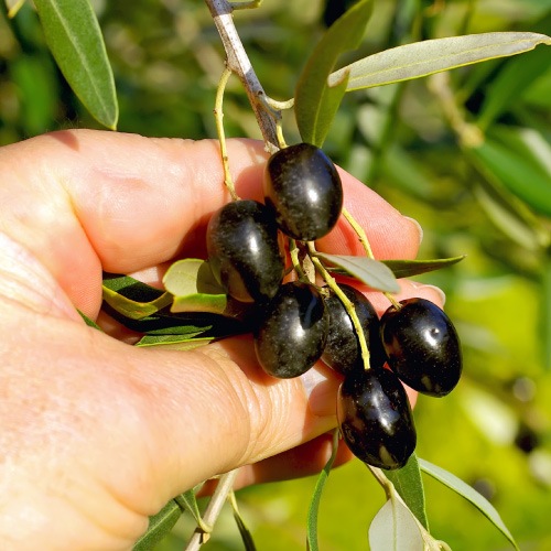 �ϡ��Х�ҥ��ȥ꡼�����꡼���Ф��󡡡��̥�������