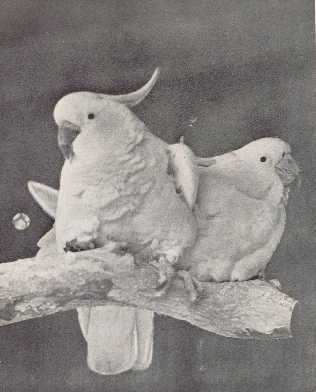 京袋帯　FU26011601