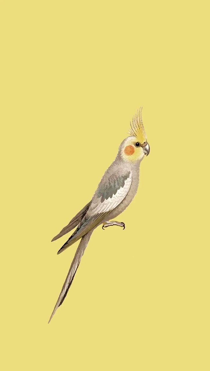 (絵羽) 着物 MJ82219