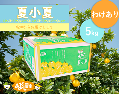 なつこなつわけあり5kg