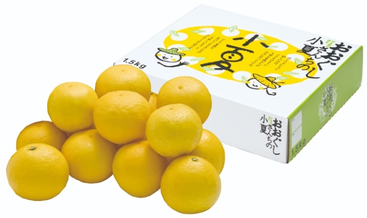 夏小夏贈答用１．５ｋｇ