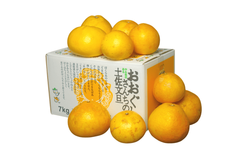 土佐文旦 わけあり7kg　