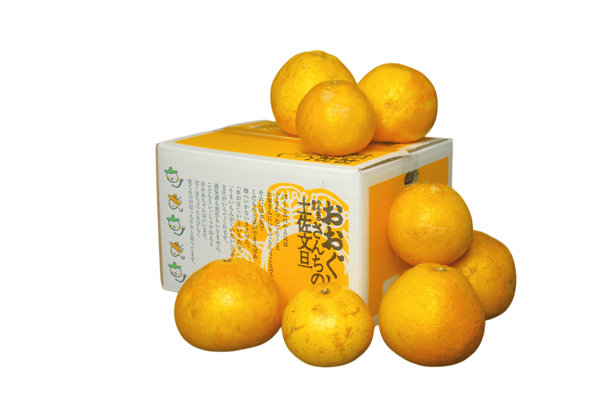 土佐文旦 わけあり5kg