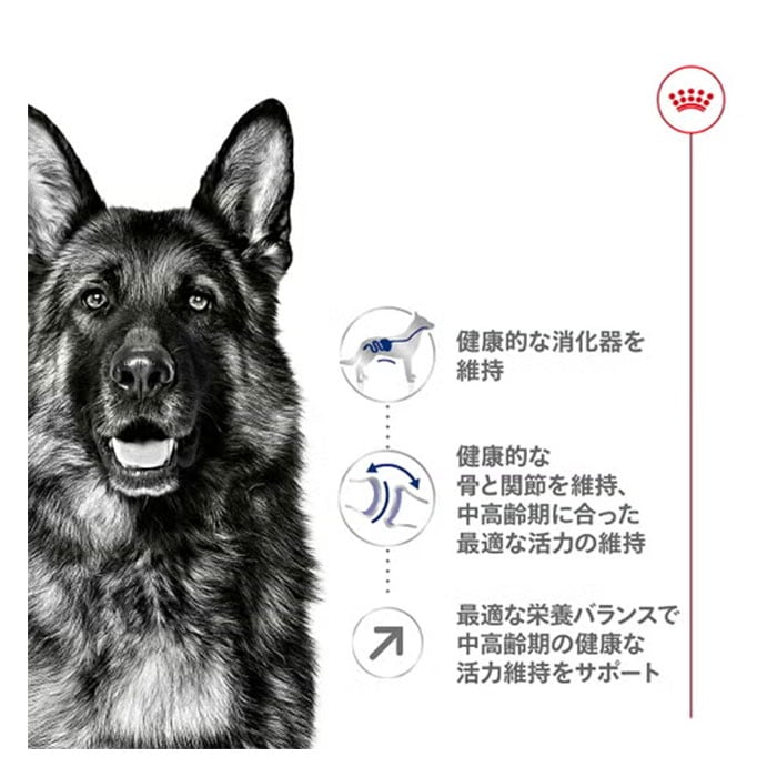ロイヤルカナン マキシ アダルト 5+ 15kg 大型犬用 中高齢犬用 5歳～8