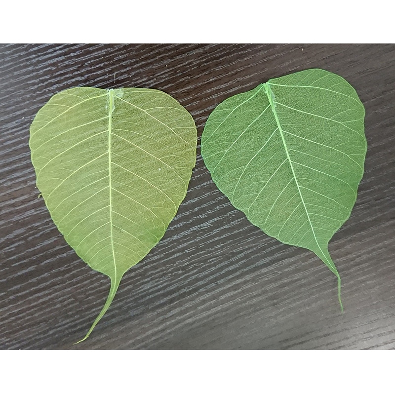 散華　印度菩提樹(本物)200枚入
