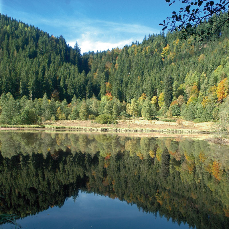 アロマパスポート ジャーマンフォレスト