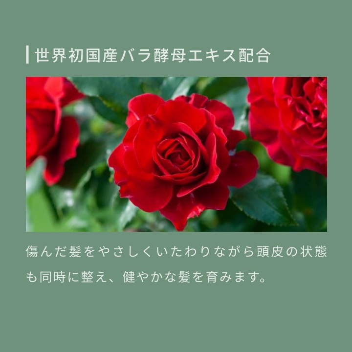 アロマキフィ オーガニックシャンプー&トリートメント モイストシャイン 詰替 400ml 選べる3個セット
