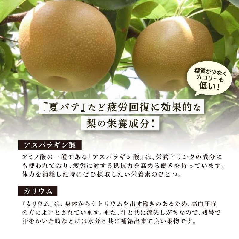 【季節数量限定】 クノップ おいちゃん家の呉羽梨 25g 3袋セット