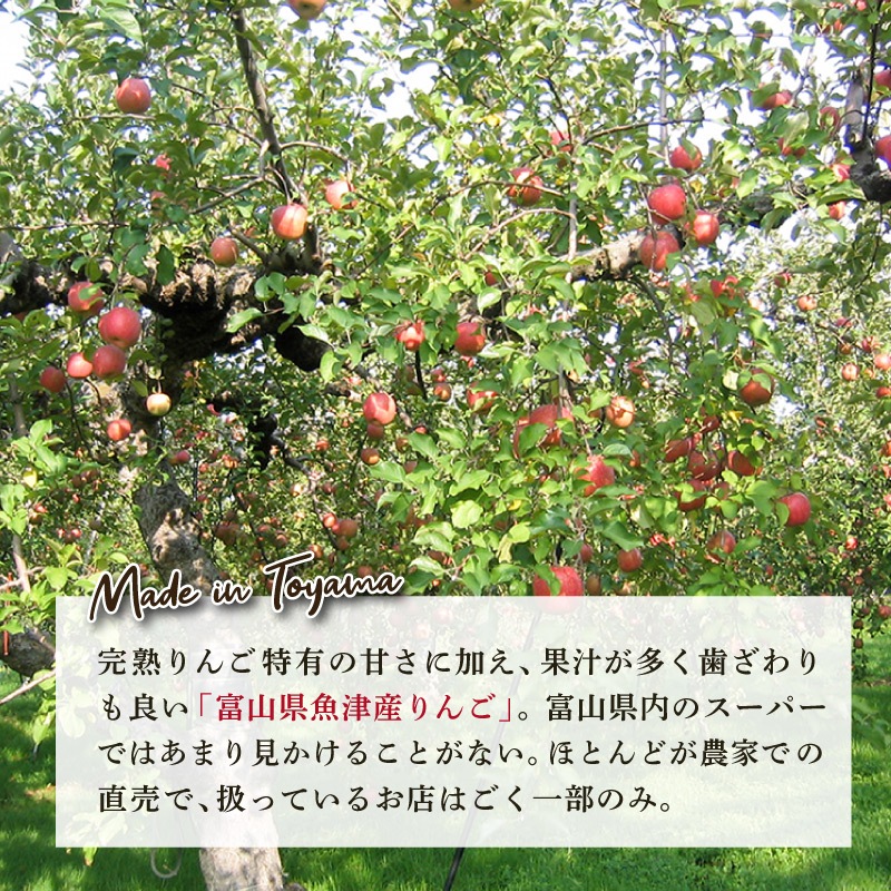 【季節限定】富山県魚津産りんご 20g 単品 ドライフルーツ