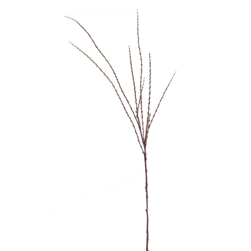 �ѡ���٥꡼���ץ졼���ʥ����롡A-43281��¤�֡�