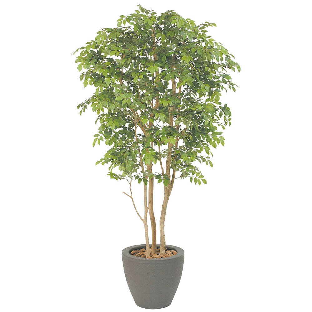 シマトネリコ H1500【アーティフィシャル】通販｜GREEN PIECE