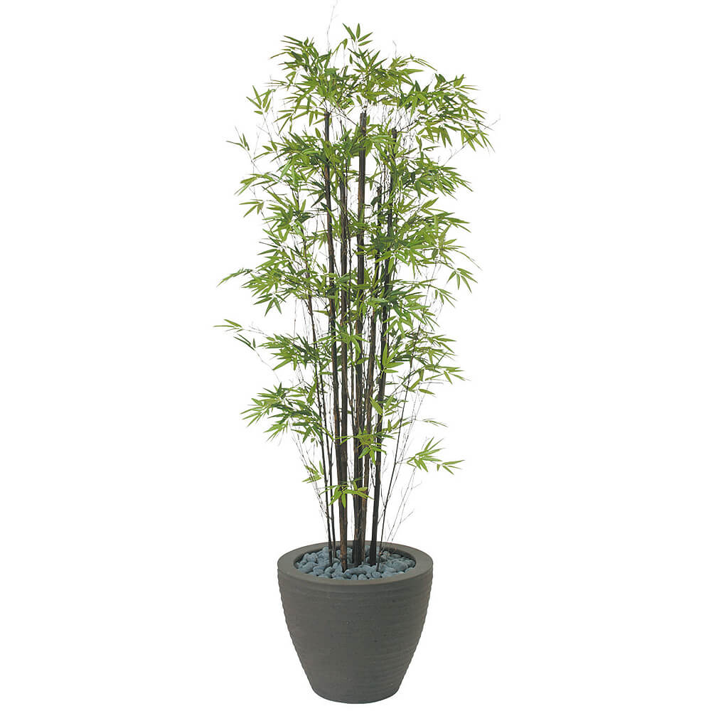 観葉植物 黒竹　高さ約130センチ　フデゴケ様 黒竹 H1800【アーティフィシャル】通販｜GREEN PIECE