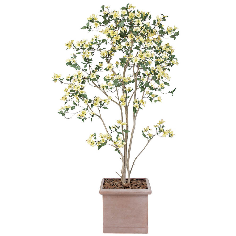 ⭐️大型⭐️ハナミズキ ⭐️大型⭐️ハナミズキ ⭐️大型⭐️ハナミズキ