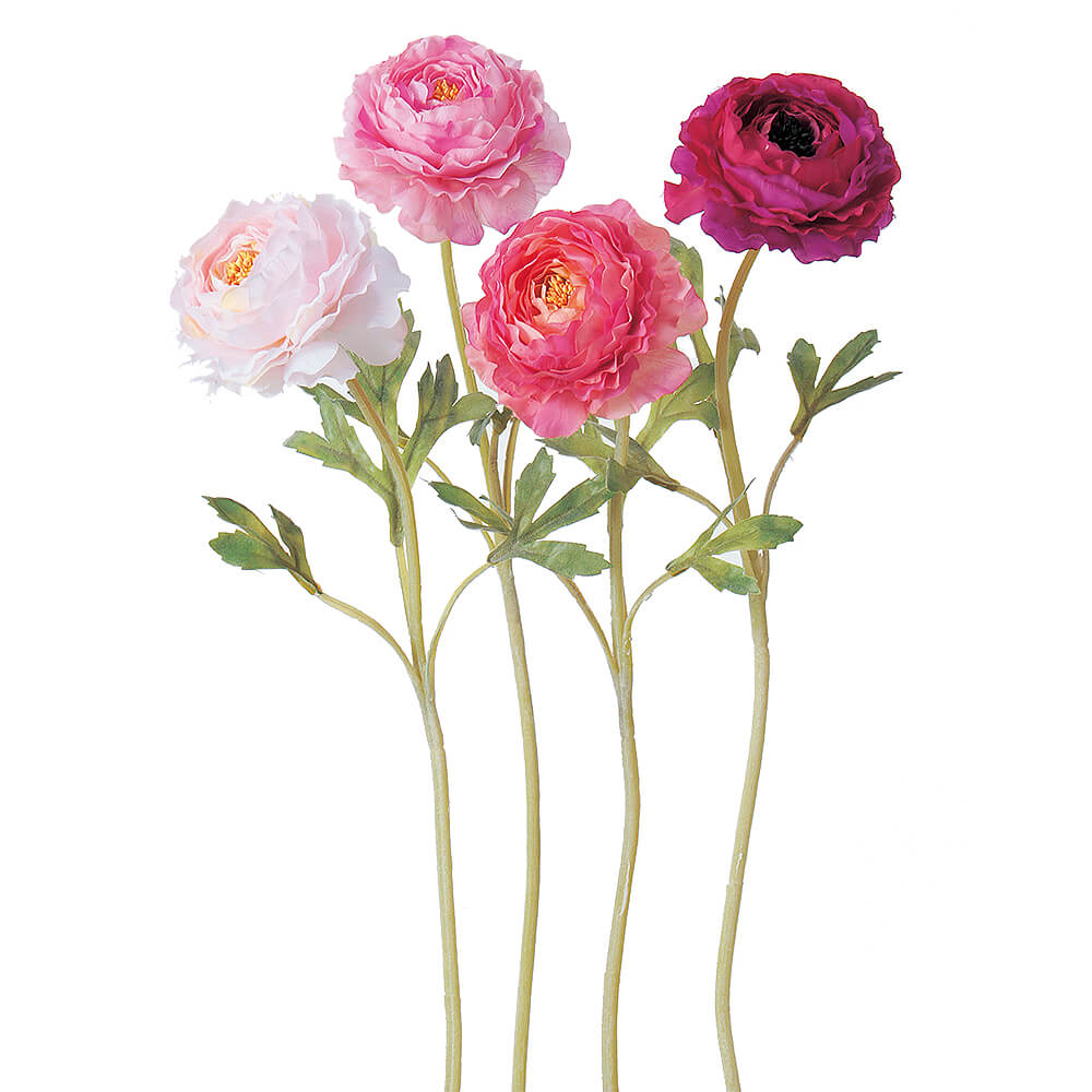 ノ·アルフレ　ラナンキュラス ラナンキュラス ラックスシリーズ 『品種名不明・新色