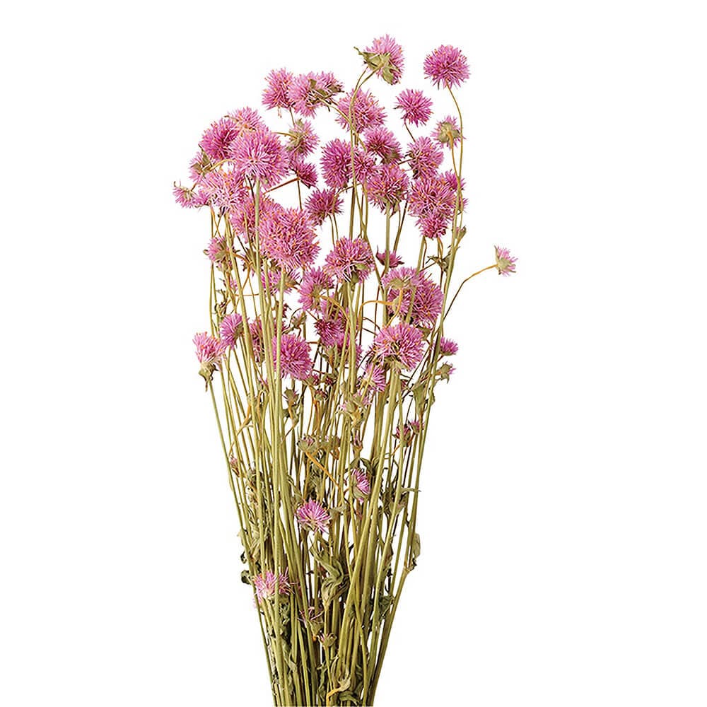 千日紅ドライフラワー 千日紅のフラワーボトル | ドライフラワーと、うつわと暮らし。TOKYO