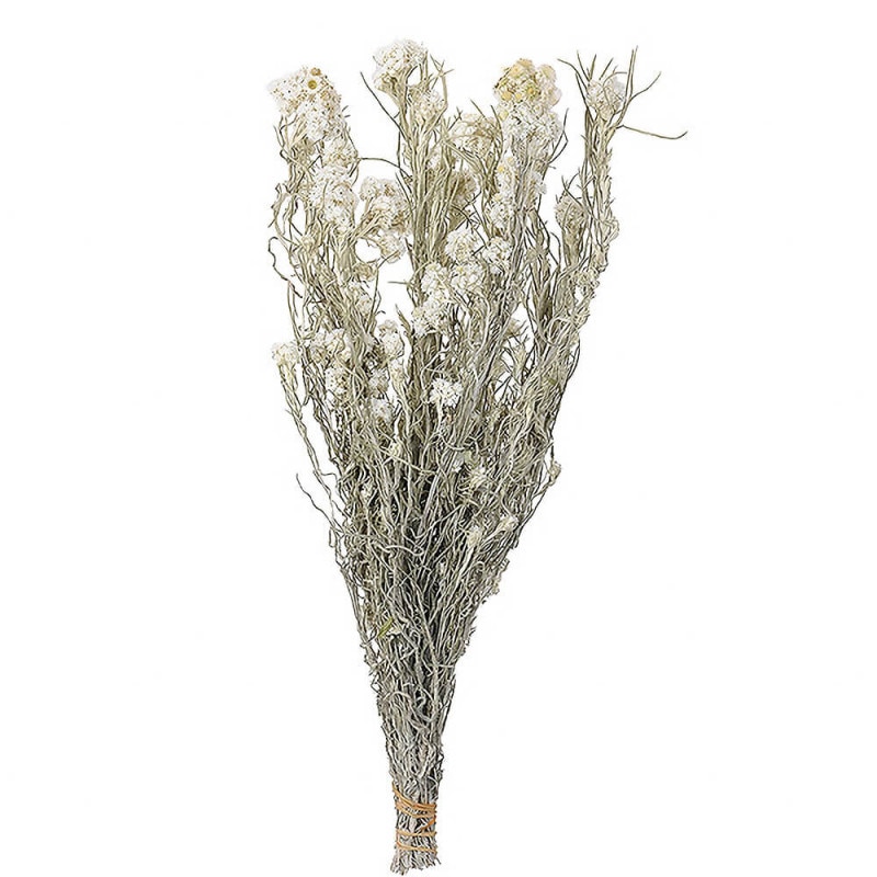 �ϥϥ�������DN000027�ڥɥ饤�ե���