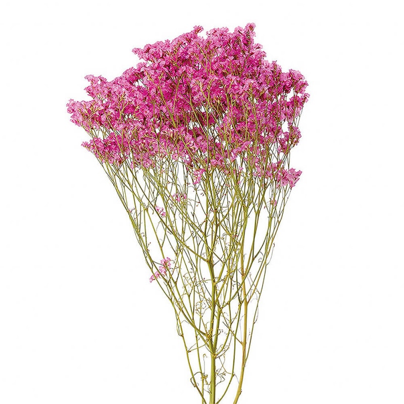 ���ޡ������꡼��DN190000�ڥɥ饤�ե���