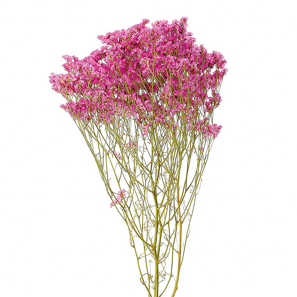 サマーチェリー DN190000【ドライフラワー】通販｜GREEN PIECE