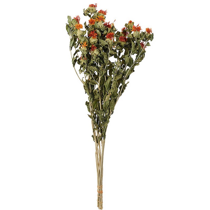 �Ȳ֡�DN000018�ڥɥ饤�ե���