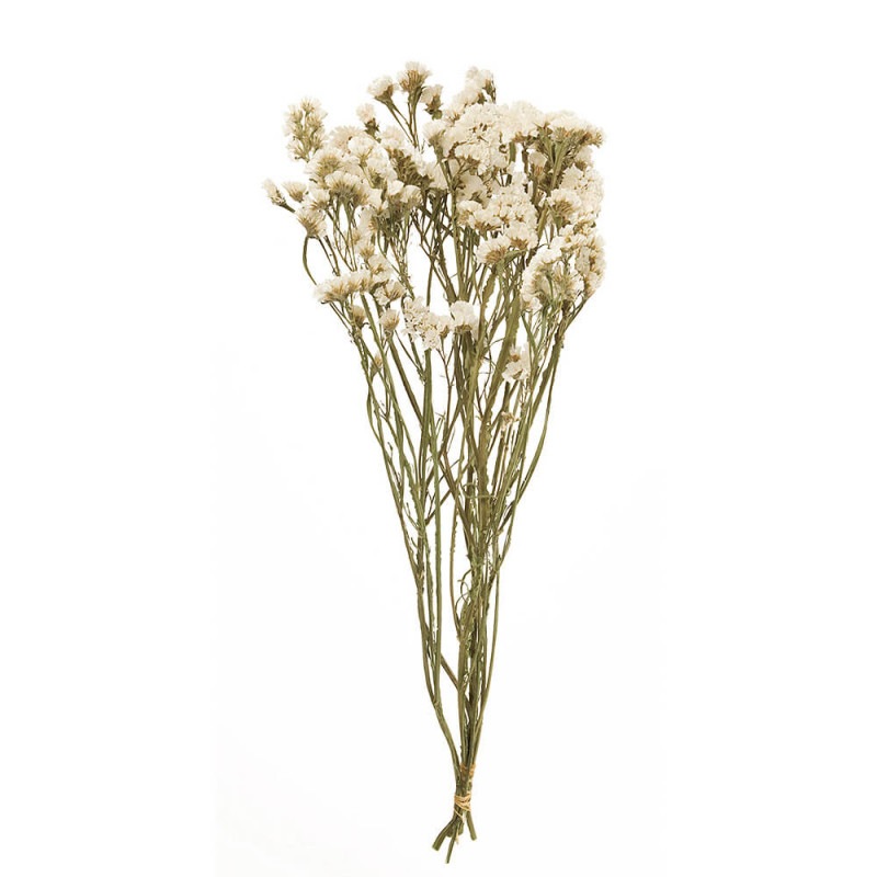 �������������ۥ磻�ȡ�FD003034-001�ڥɥ饤�ե���