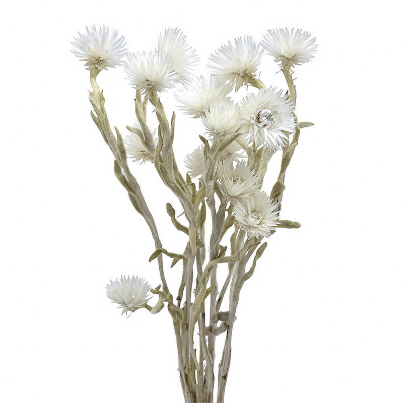 ����С��ǡ��������ʥ����롡DE017759�ڥɥ饤�ե���