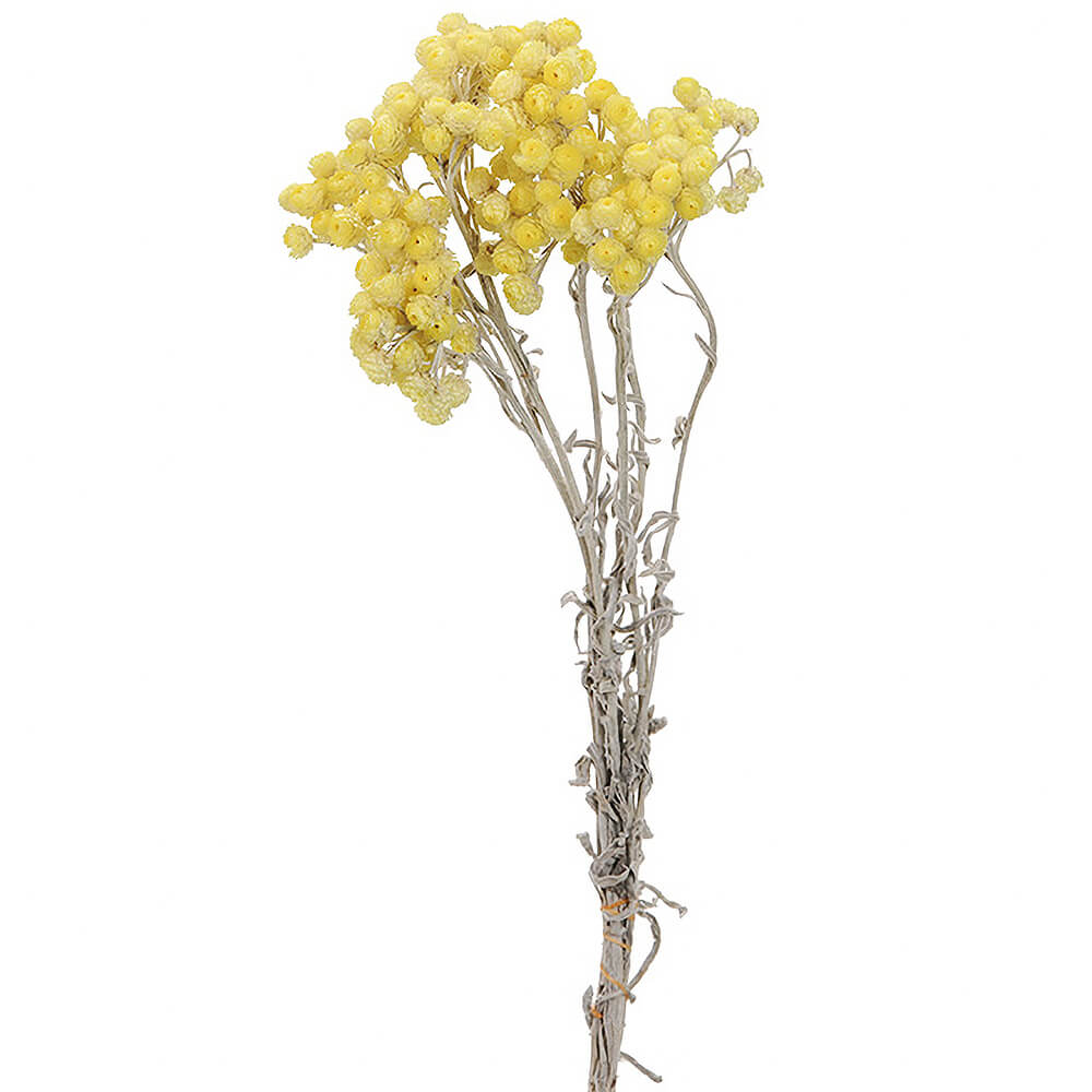 ヘリクリサム　イモーテル　イエロー　ドライフラワー ドライフラワー］ヘリクリサム イモーテル商品ページ - 土と風の