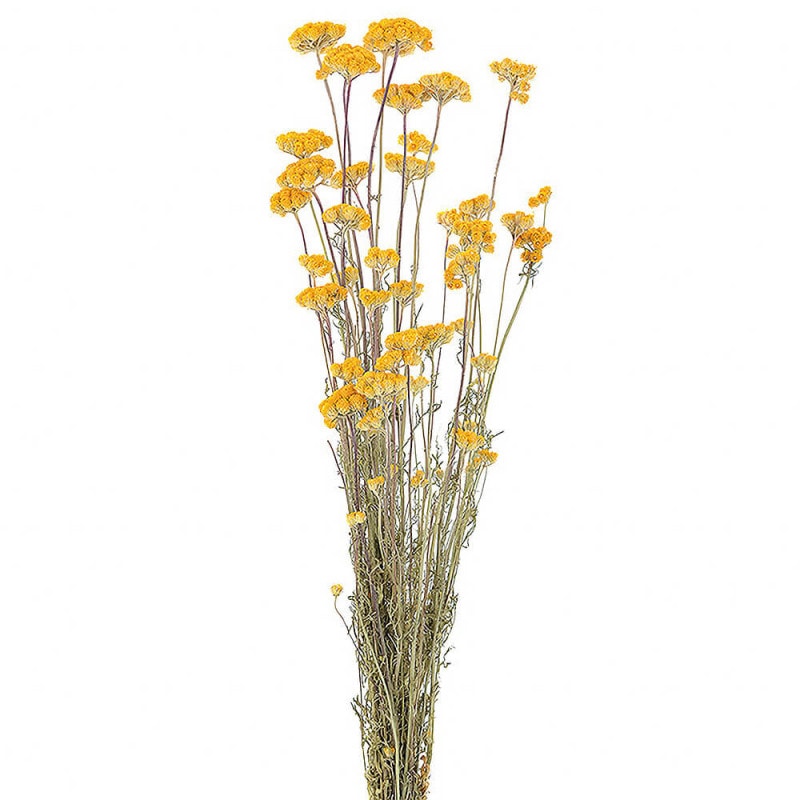 ユーカリ・ショート ナチュラル DE017253【ドライフラワー】通販