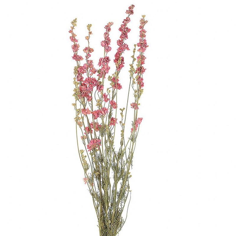 �ǥ�ե��˥塼�ࡡ�ʥ�����ԥ󥯡�DE017504�ڥɥ饤�ե���