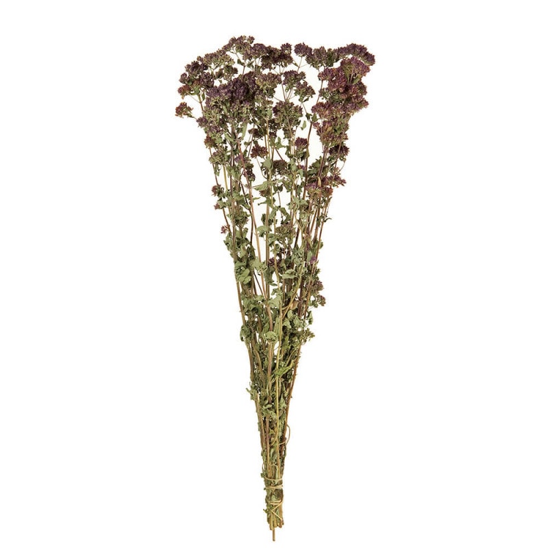 ���쥬�Ρ�FD003075�ڥɥ饤�ե���