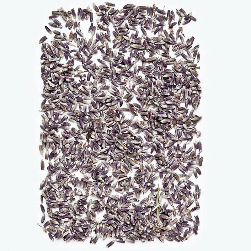 ��٥�����ݥץꡡ�ʥ����롡DT062042�ڥɥ饤�ե���