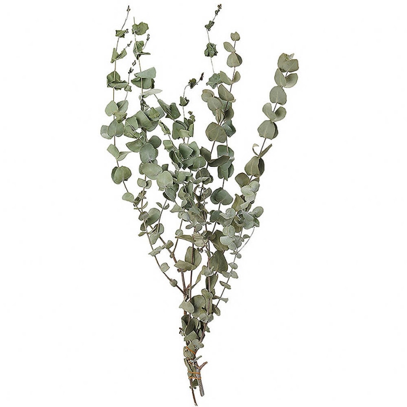 マグノリアリーフ ナチュラル DE017765【ドライフラワー】通販｜GREEN