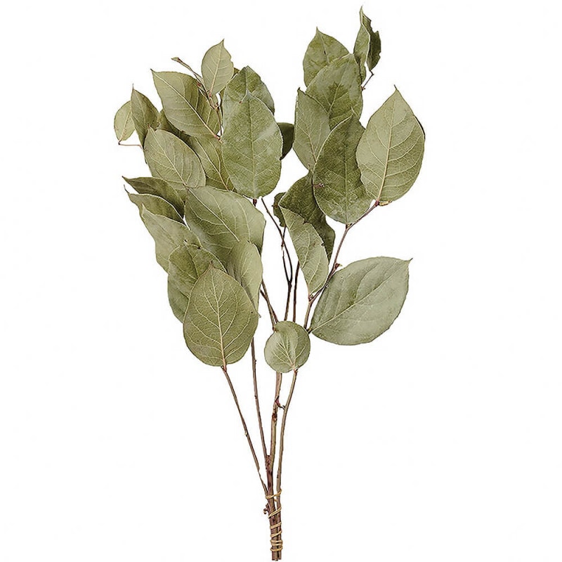 ユーカリ・ショート ナチュラル DE017253【ドライフラワー】通販