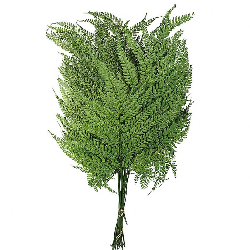 �ҥ���ӡ����꡼��DO050330-700�ڥɥ饤�ե���