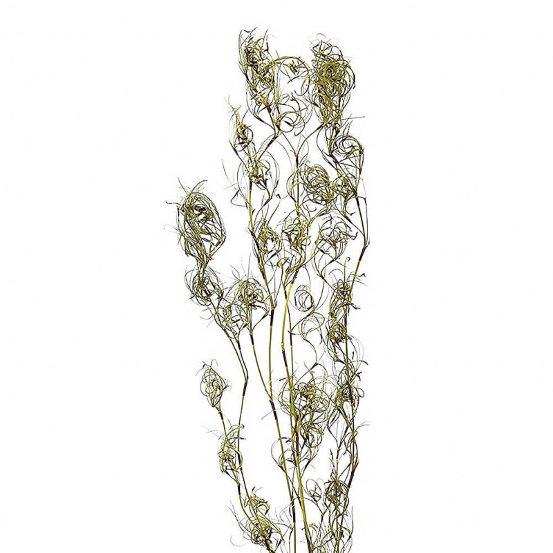 ���륯�롦�����ʥ��������ʥ����롡DE017721�ڥɥ饤�ե���