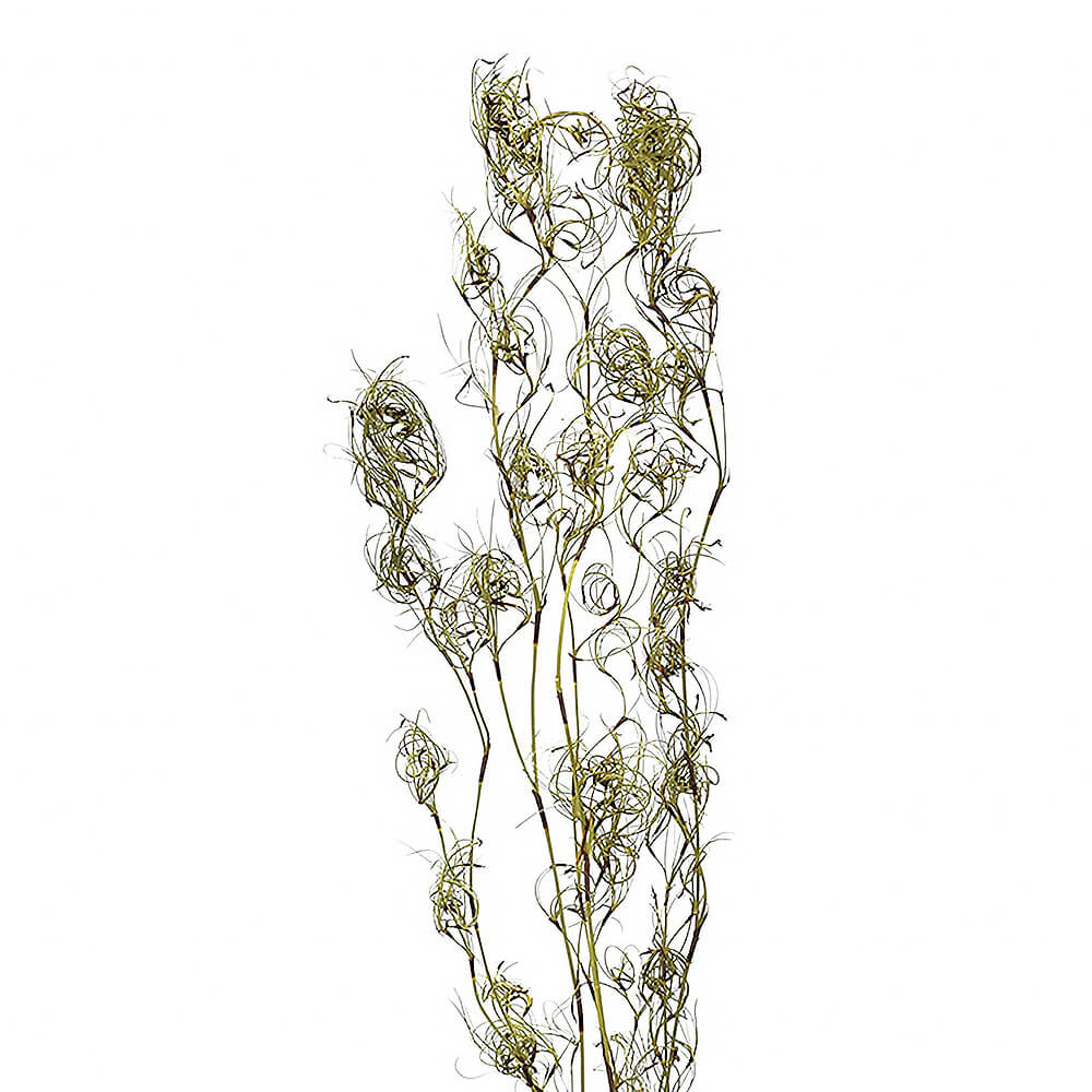 クルクル・ゴアナクロウ ナチュラル DE017721【ドライフラワー】通販