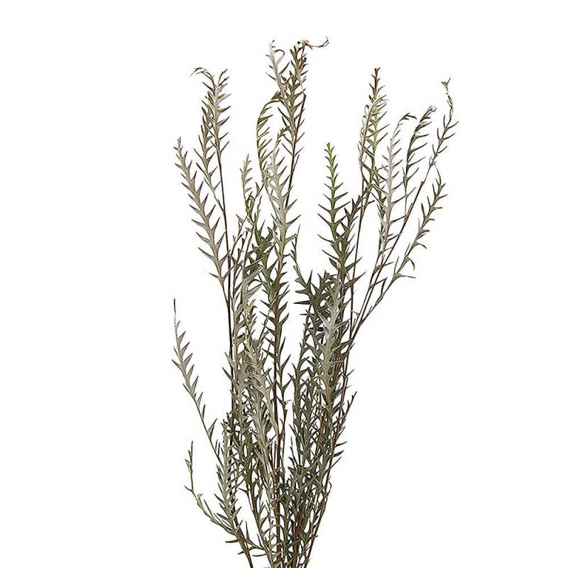 ����ӥ쥢�������Х�ۡ����ʥ����롡DE017754�ڥɥ饤�ե���