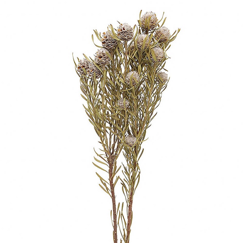 マグノリアリーフ ナチュラル DE017765【ドライフラワー】通販｜GREEN