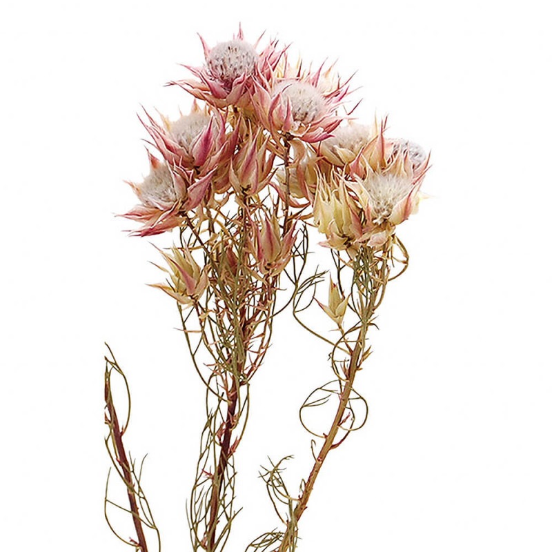 ����ꥢ���ʥ����롡DE017710�ڥɥ饤�ե���