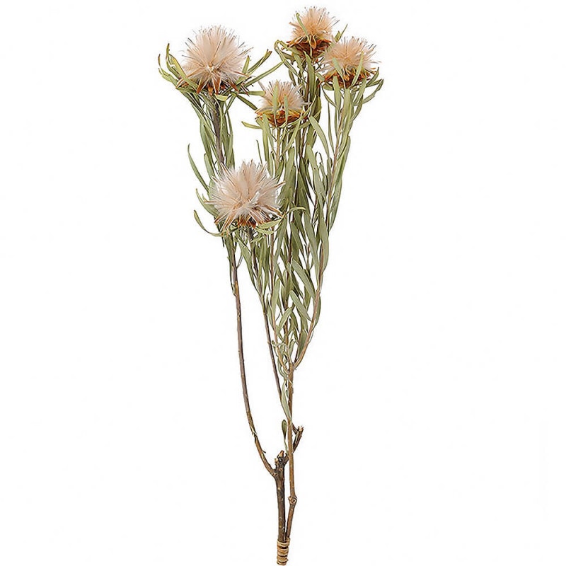 ドライフラワー❇️マグノリア❣️ 土と風の植物園｜［ドライフラワー］マグノリア - 土と風の