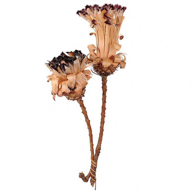 �ͥ�ե��ꥢ���ʥ�����ԥ󥯡�DE018804�ڥɥ饤�ե���