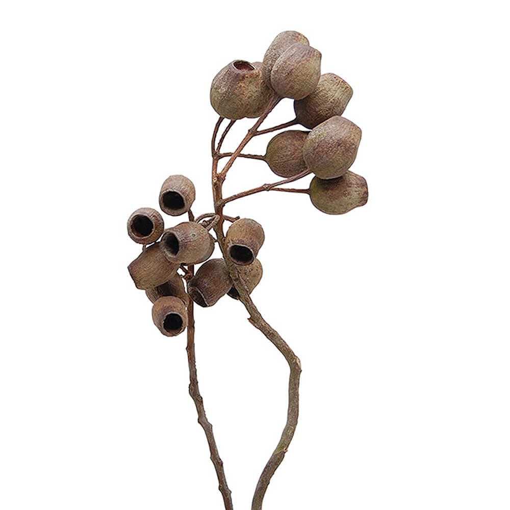 ガンベルズ・ブランチ ナチュラル DE018845【ドライフラワー】通販