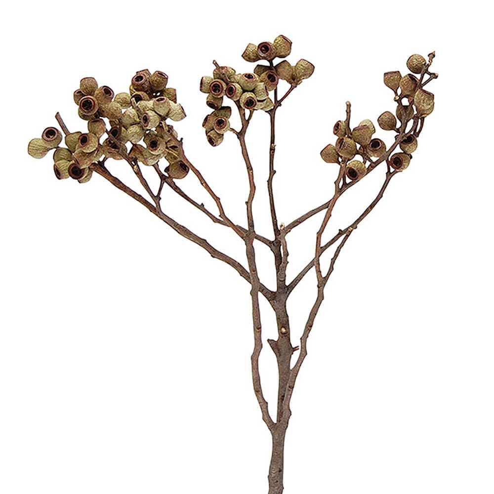 アンバーナッツ ナチュラル DE018833【ドライフラワー】通販｜GREEN PIECE