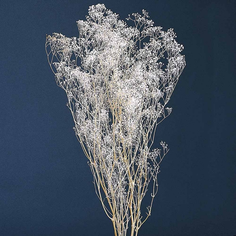 ソフトミニカスミ草 ホワイトラメ 大地農園 DO000010-015