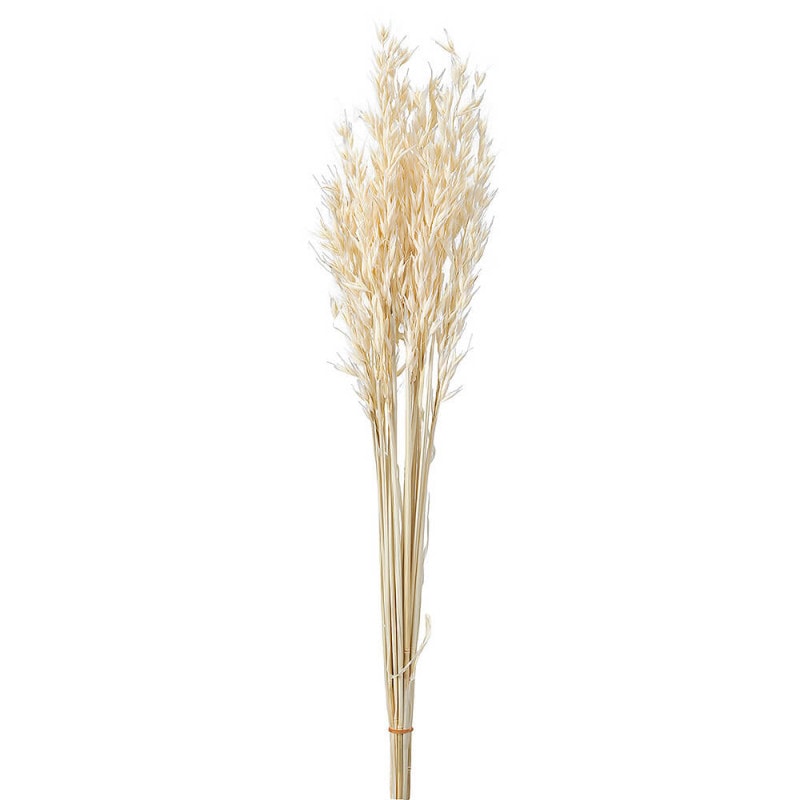 ���٥ʡ����եۥ磻�ȡ�DO050170-011�ڥɥ饤�ե���