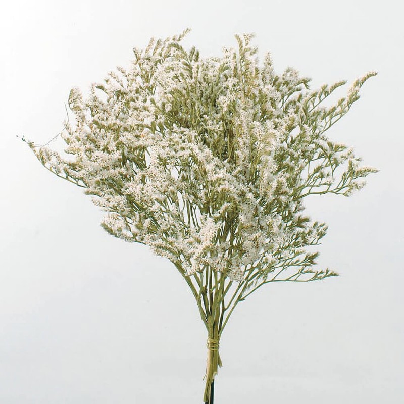 ꥫʥ롡DO002010-000ڥɥ饤ե