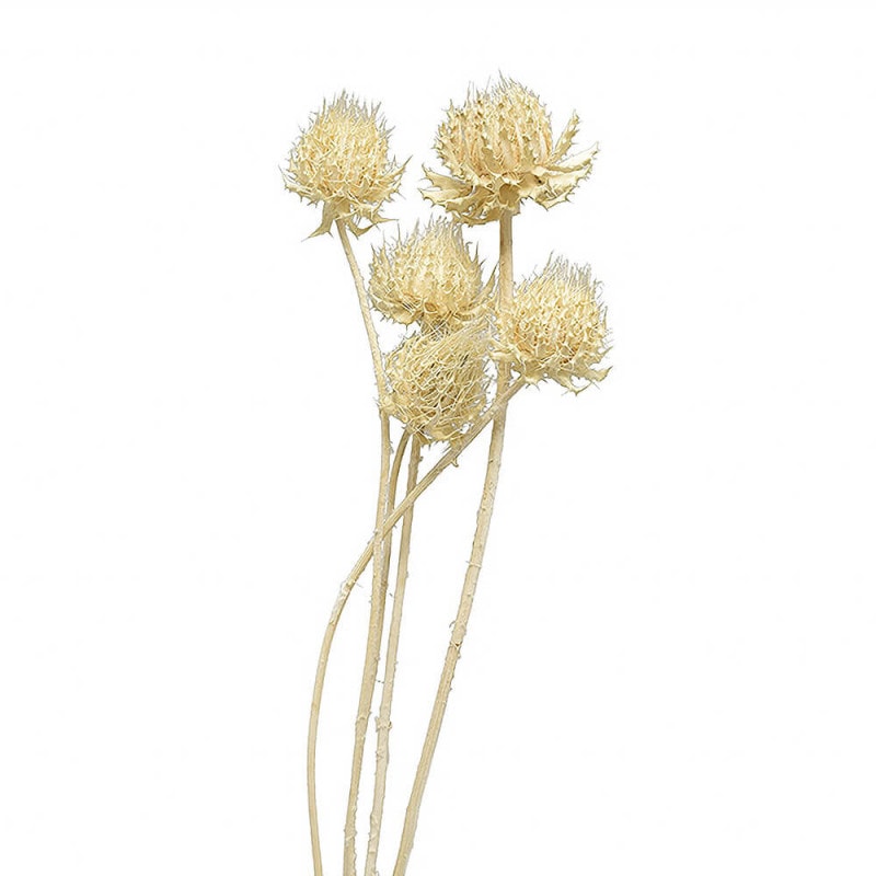 �С�����С��С������饷��DE010313�ڥɥ饤�ե���