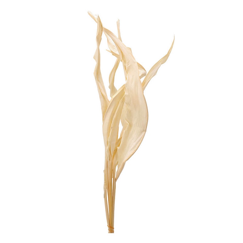 ���ȥ�����꡼�ա����եۥ磻�ȡ�DO050250-011�ڥɥ饤�ե���