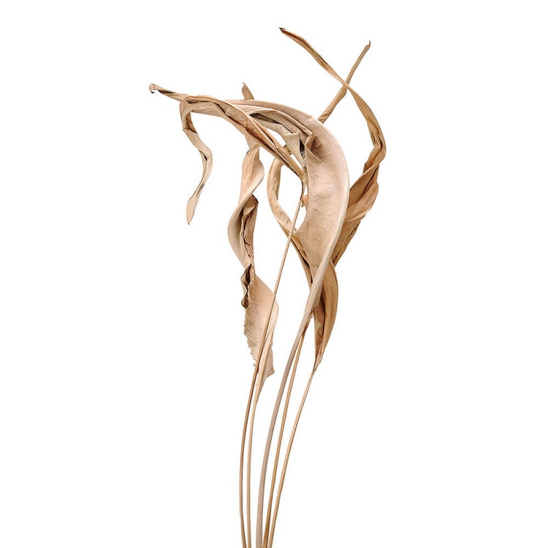 ���ȥ�����꡼�ա��ʥ����롡DO050250-000�ڥɥ饤�ե���