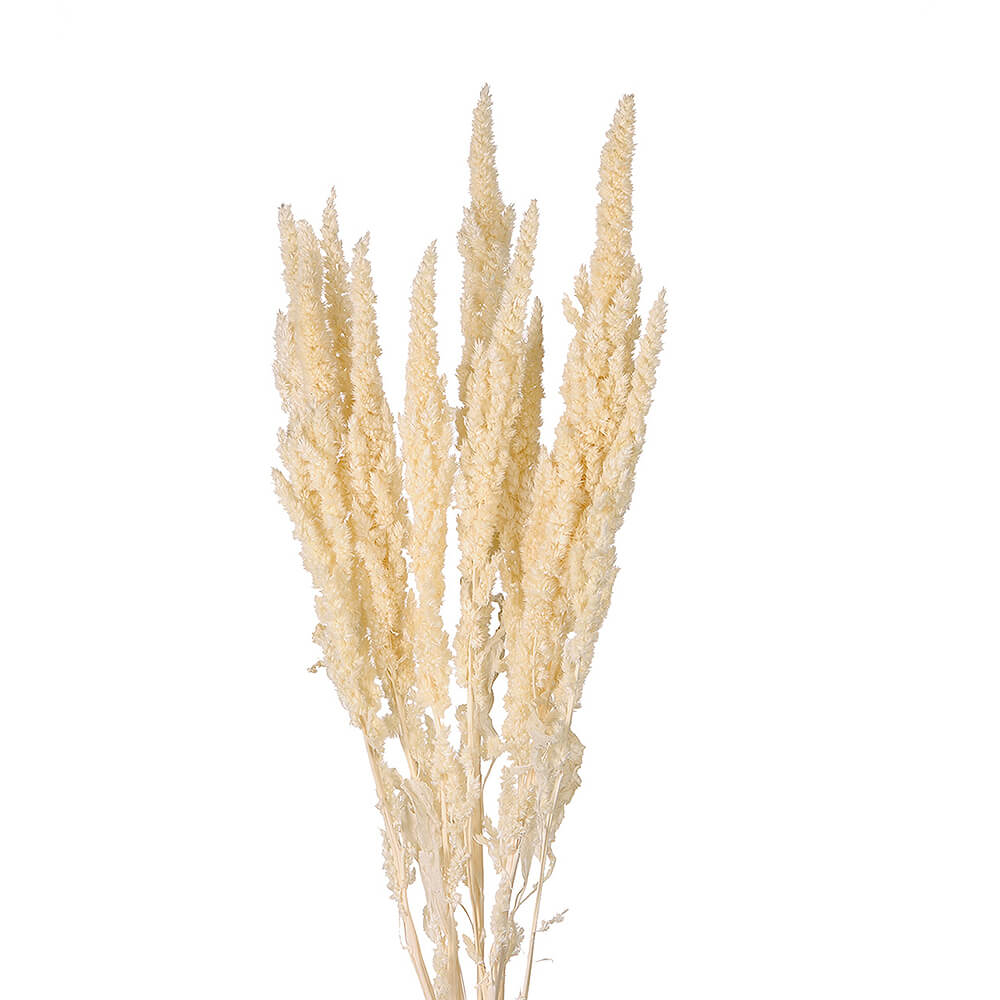 未使用MADE IN MADAドライフラワーベース フラワーベース[プランツベース] サボテン M